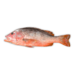 Red Snapper (Heera)