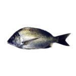 Goldsilk Bream (Kala Dandia)