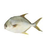 Pompano (Sonaf)
