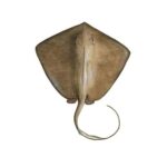 A closeup of fresh stingray fish or pittan ready for online seafood delivery