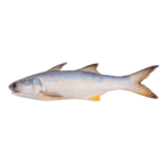 "Fresh Norwegian Salmon Fillet displayed on a clean, white background, showing the vibrant orange color and rich texture of the fish. Available at Niwan Seafood."
