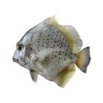 Spotted Sicklefish (Jalebi)