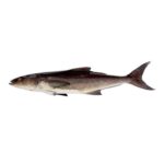 Cobia (Sangra)