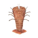 A fresh and organic wild caught slipper lobster ready for online seafood delivery