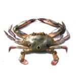 Fresh three spot crab available for online seafood delivery in Pakistan
