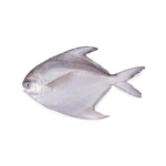 Fresh White Pomfret or Safaid Paplet for Online Seafood delivery in Pakistan