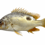 Fresh Red Snapper Fish (Heera) fillet cleaned and packed for online seafood delivery in Karachi, Lahore, Islamabad and across Pakistan by Dfresh Seafood.