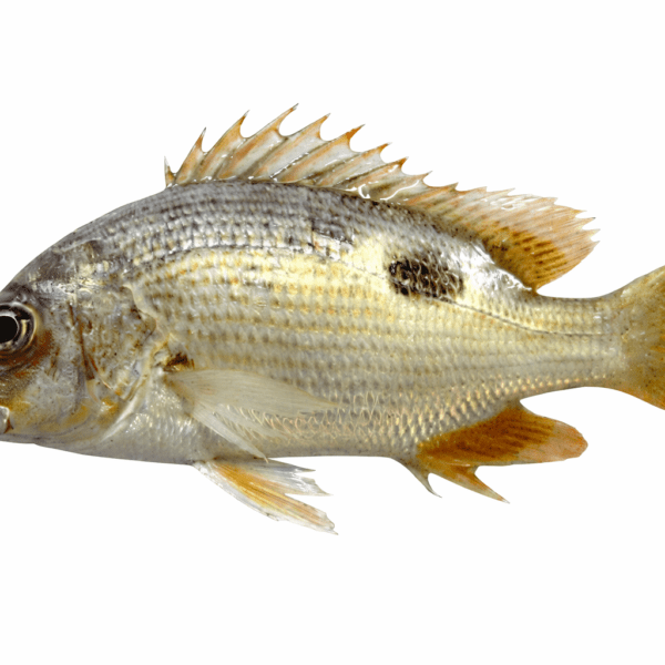 Fresh Red Snapper Fish (Heera) fillet cleaned and packed for online seafood delivery in Karachi, Lahore, Islamabad and across Pakistan by Dfresh Seafood.