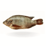 Tilapia Fish for online seafood delivery in Pakistan