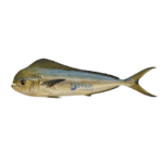 Mahi Mahi (Amloshk)
