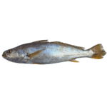 Croaker (Mushka)