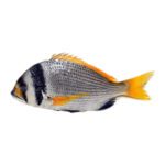 Bridled Bream (Captain)