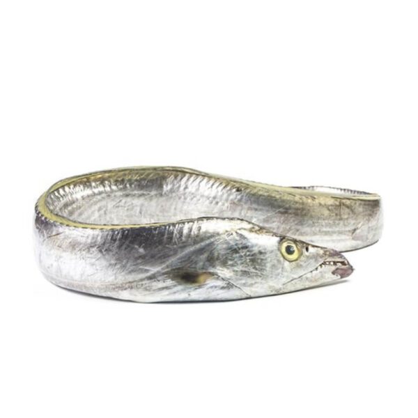 A fresh Ribbon fish also knwon as Hairtail or Belt fish is ready for online seafood delivery in Pakistan