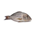 Fresh Dentex fish also known as Daathi for online seafood delivery in Pakistan