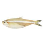 Fresh White Sardine for online seafood delivery in Pakistan