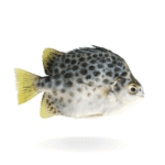 Fresh Scat Fish for online Seafood delivery in Pakistan