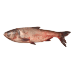 Sliver Carp (Silver)