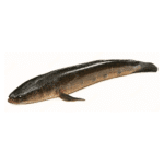 Snakehead ( Sole )