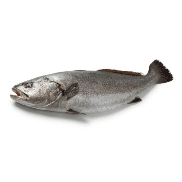 Fresh Japense Meagre ( Sua ) for online Seafood Delivery in Pakistan