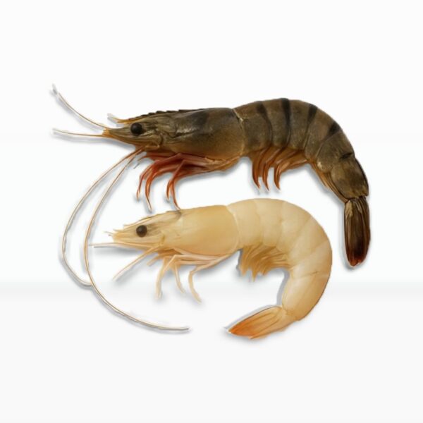 fresh seafood delivery Pakistan – fresh Prawns