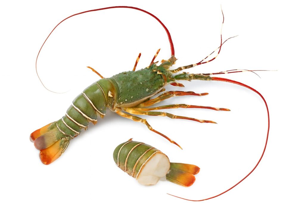 Whole green spiny lobster with long red antennae placed on a white background, shown alongside a detached lobster tail displaying white meat and reddish-orange fins.